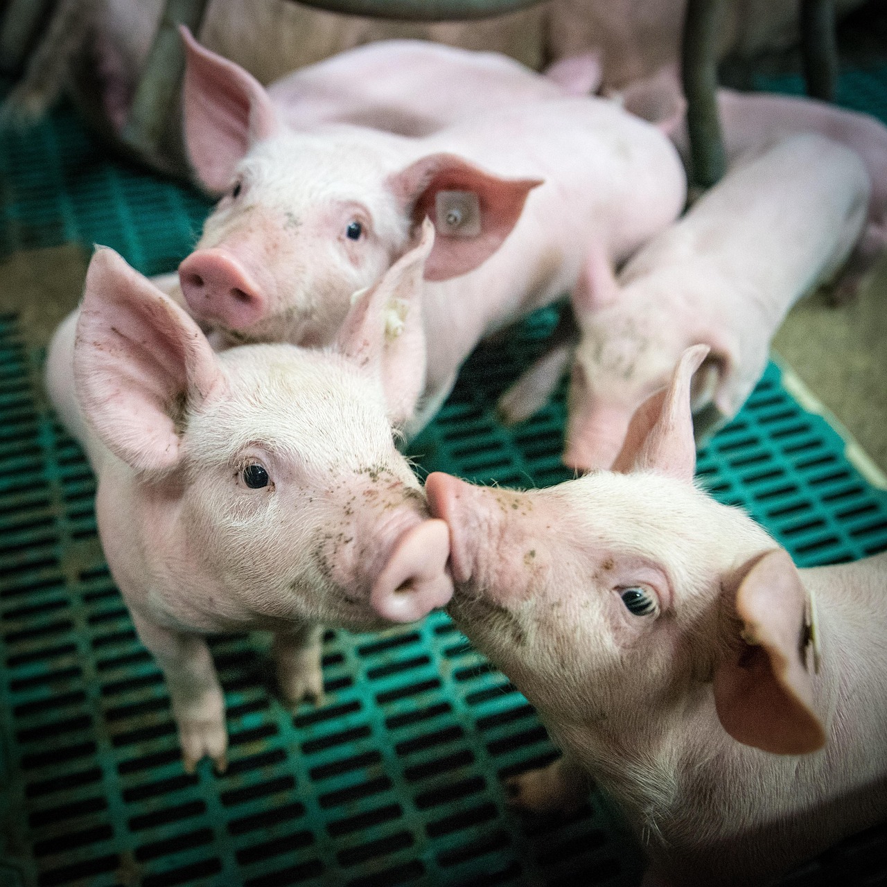 Altura da Peppa: Qual é a estatura da porquinha mais famosa?