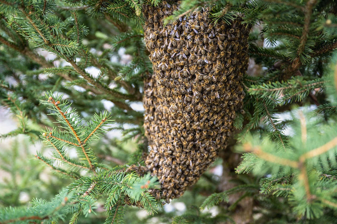 Beekeeper existe? Mitos e verdades sobre a profissão de apicultor
