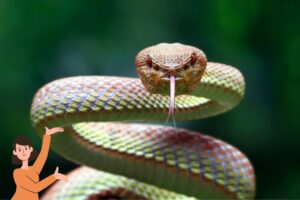 Leia mais sobre o artigo Entenda Qual é o Significado de Sonhar com Cobra