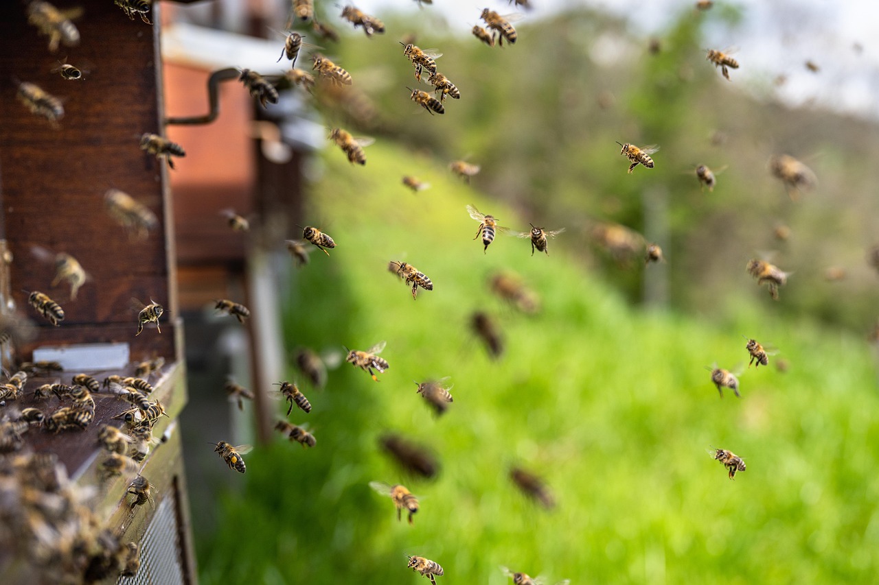 Beekeeper existe? Mitos e verdades sobre a profissão de apicultor