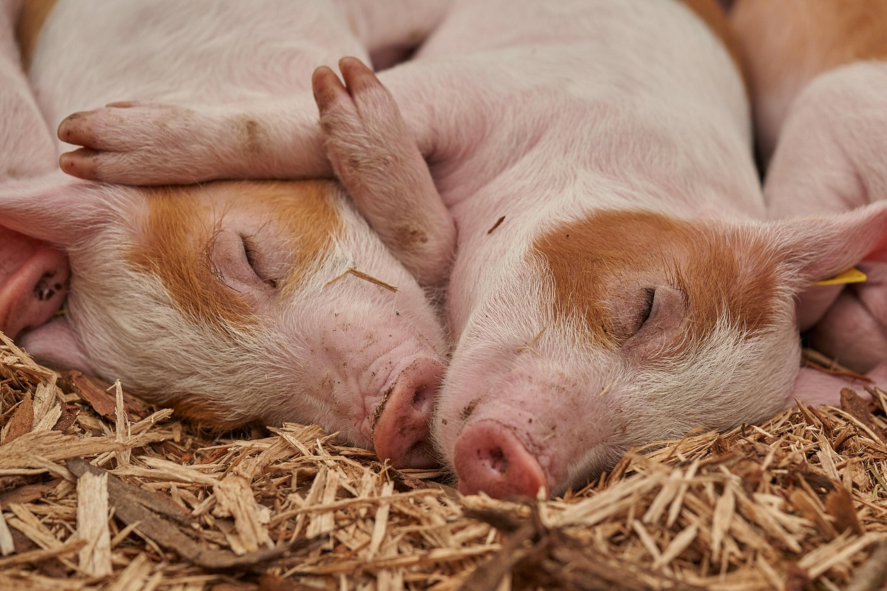 Altura da Peppa: Qual é a estatura da porquinha mais famosa?
